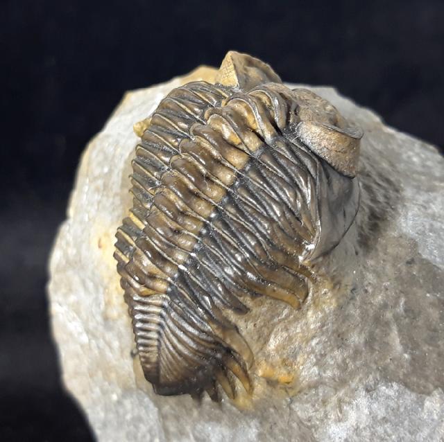 Coltraneia oufatensis MORZADEC 2001 - Bild © FossNet FossilienStore